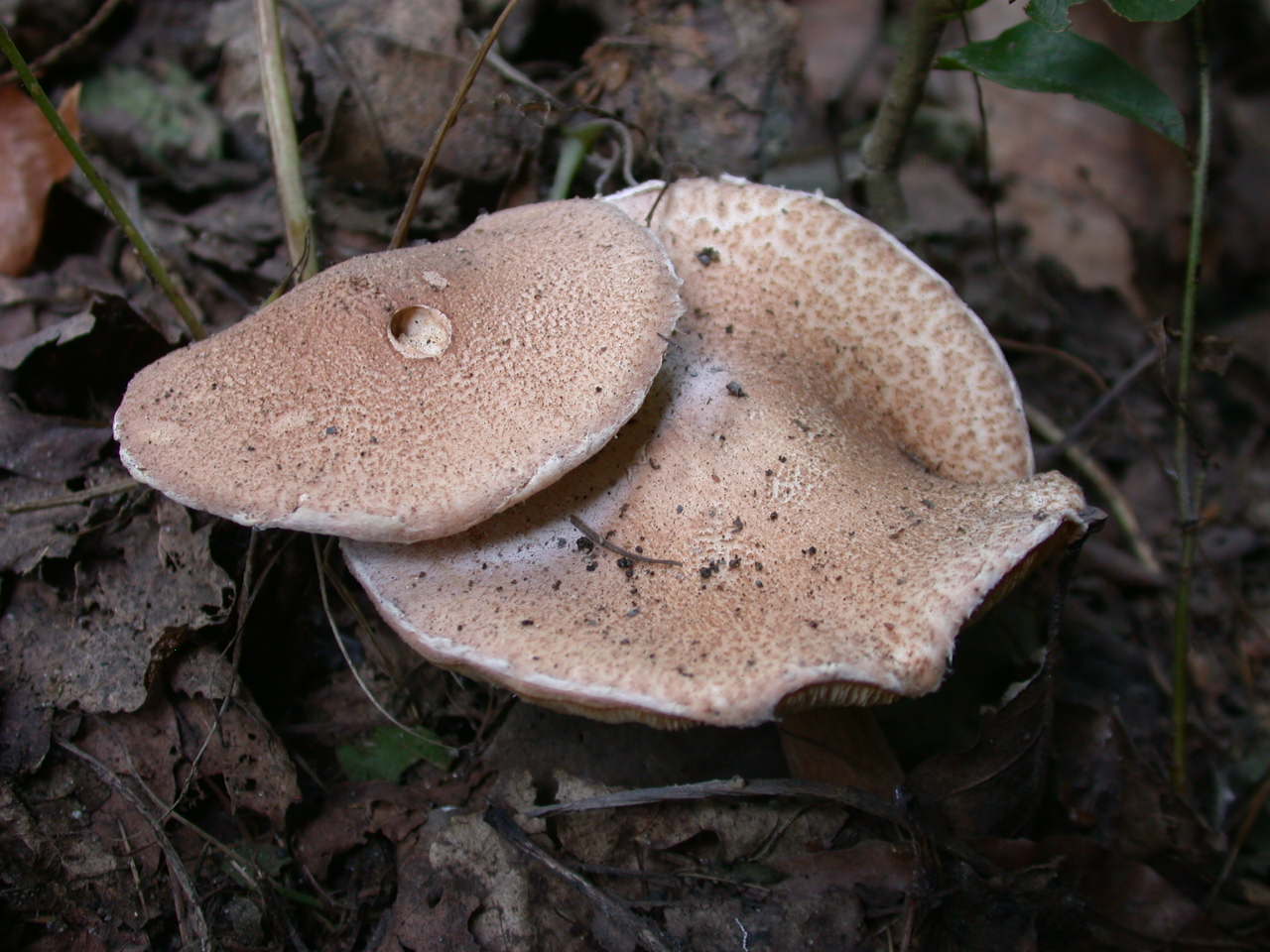 Lepiota cortinarius